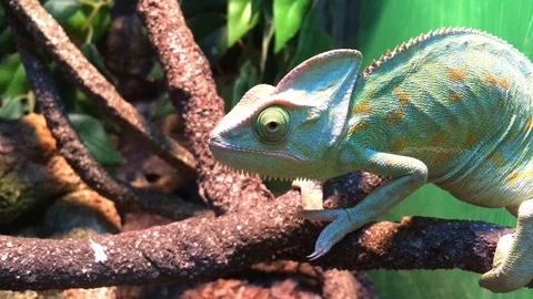 Chameleon Stock Footage 87321724