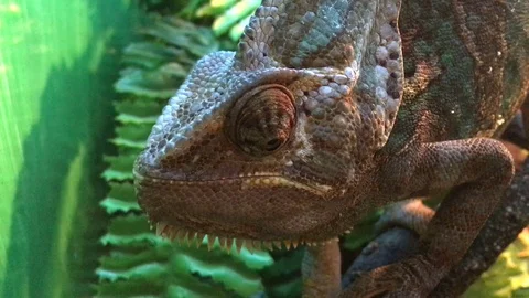 Chameleon Stock Footage 87807305