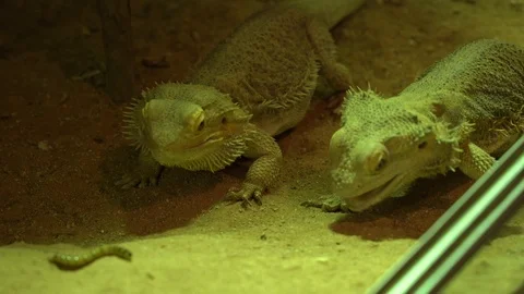 Chameleon Vídeos de archivo 99499268