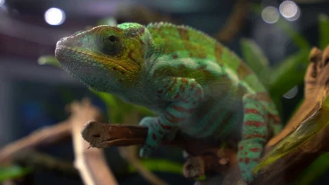 Chameleon Stock Footage 105107199