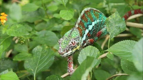 Chameleon Stock Footage 110576733