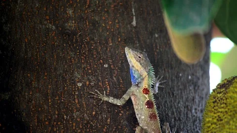 Chameleon Stock Footage 115563295