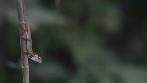 Chameleon Stock Footage 158685080