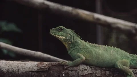 Chameleon Stock Footage 225413288