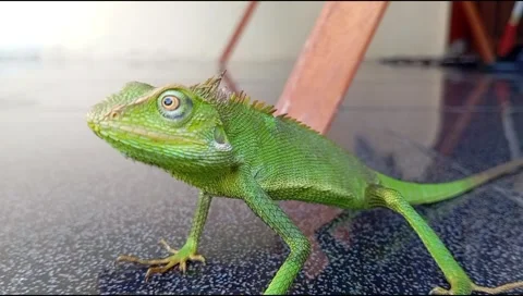 Chameleon Stock Footage 272710701