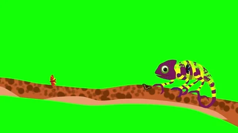 Chameleon Stock Footage 320834170