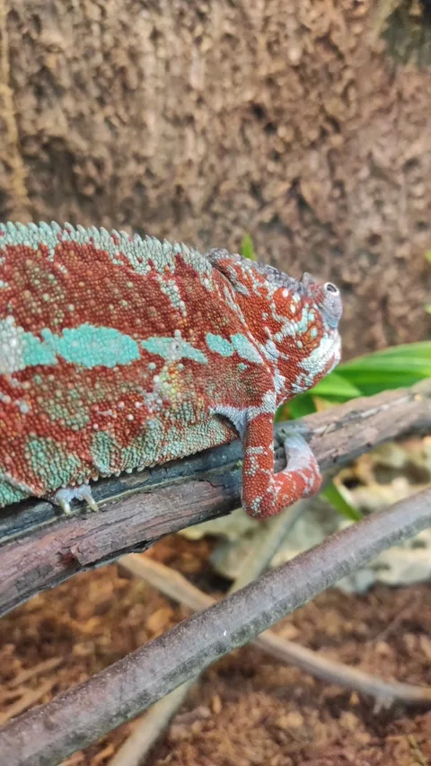 Chameleon Stock Footage 344001429