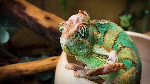 Chameleon Stock Footage 346489225