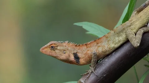A chameleon in the forest. 4k video Stock Footage 90120141