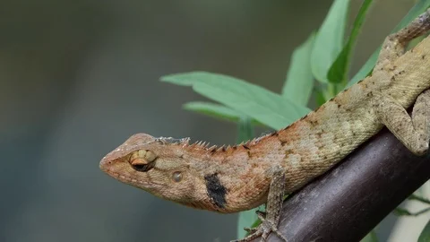 A chameleon in the forest. 4k video Stock Footage 90121250