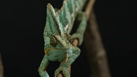 Chameleon front view sitting on a branch Stock Footage 120894604