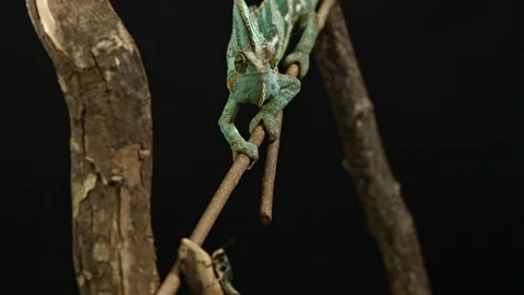 Chameleon front view sitting on a branch long shot Stock Footage 120897036