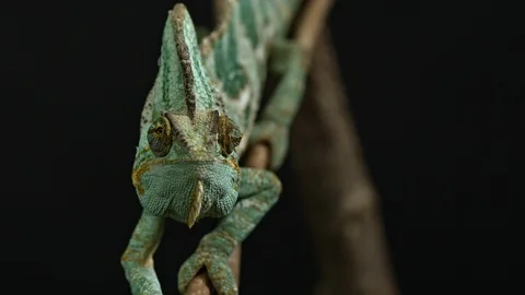 Chameleon front view sitting on a branch Stock Footage 120898343