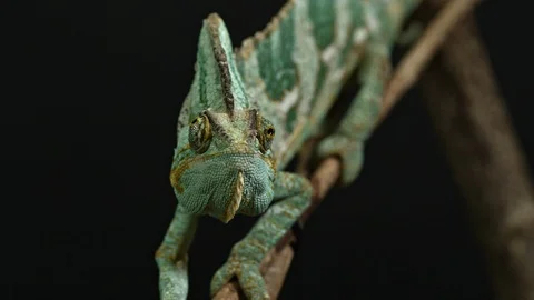 Chameleon front view sitting on a branch Stock Footage 120903456