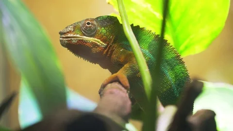 Chameleon Furcifer pardalis Ambolobe Stock Footage