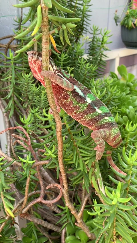Chameleon in Garden Stock Footage 150404375