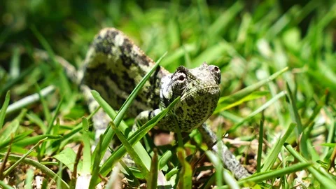 Chameleon in the grass Video stock 84660064