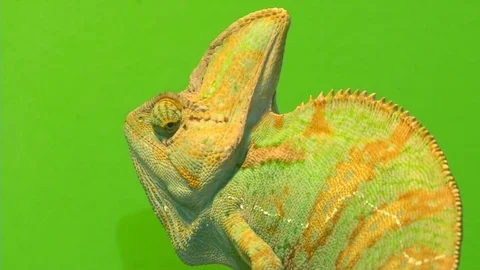 Chameleon on a green background. Видео 74388918