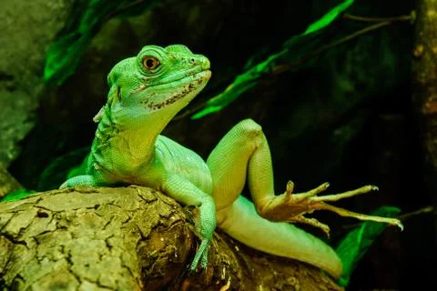 A chameleon is green Stock Photos