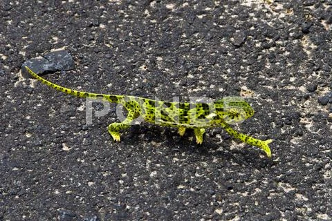 Chameleon Greetings Stock Photos