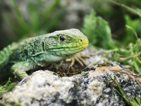 Chameleon on guard Stock Photos