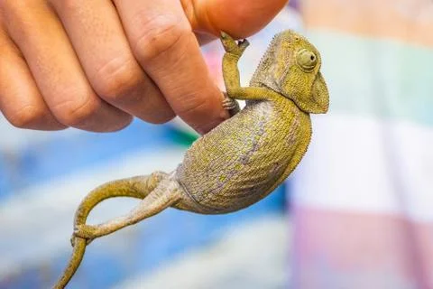 Chameleon on the hand Stock Photos