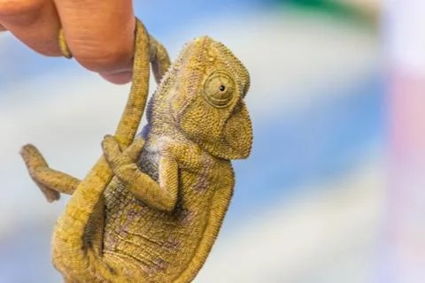 Chameleon on the hand Fotos de archivo