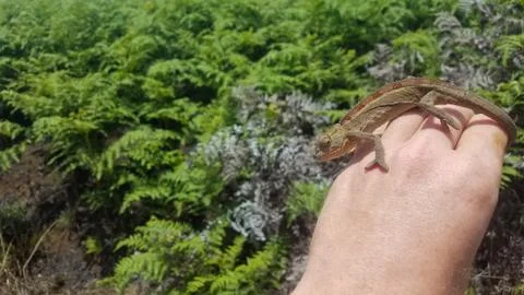 Chameleon on the hand Stock Photos