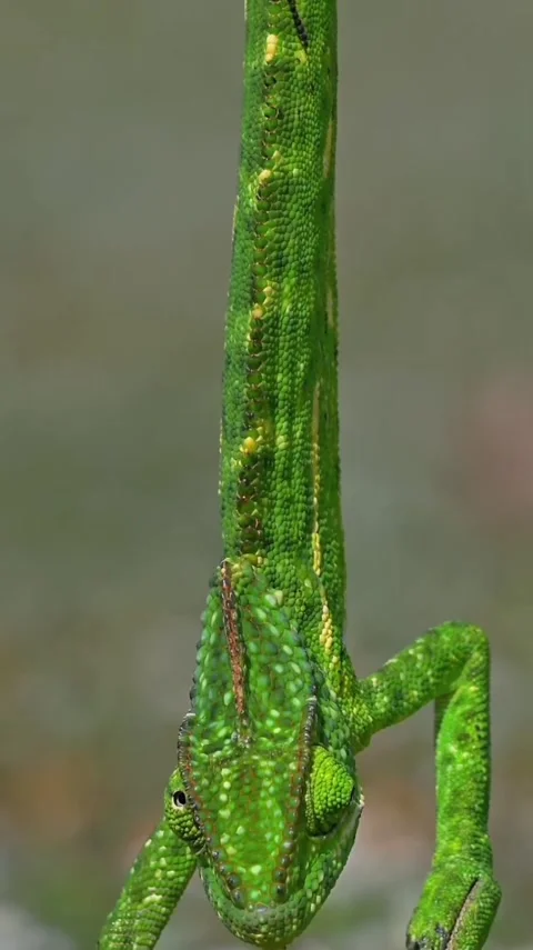 Chameleon hanging from a tree branch Video stock 320780242