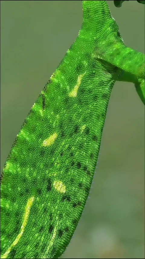 Chameleon hanging from a tree branch Stock Footage 320780356