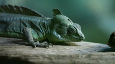 Chameleon have a rest Stock Footage 495205
