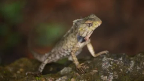 Chameleon HD Expression Video stock 94938588