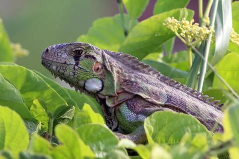 Chameleon hidden in the vegetation Stock Photos
