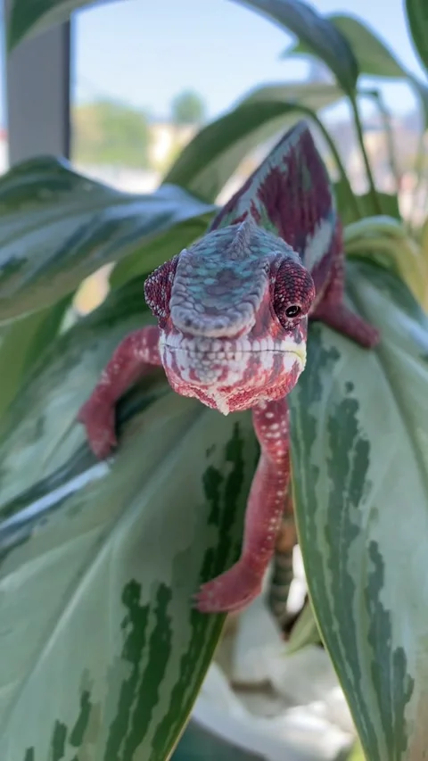 Chameleon Hugs Camera Stock Footage 150403326