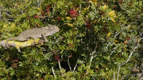 Chameleon hunting Stock Footage 35326416