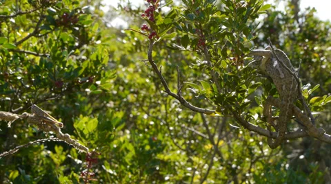 Chameleon hunting Stock Footage 35326882