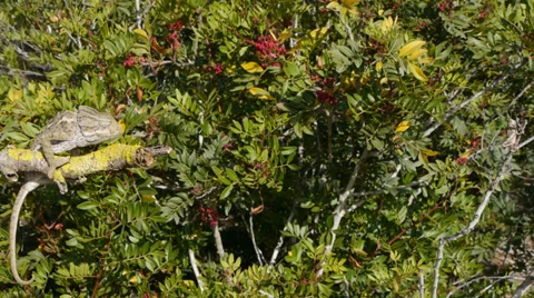 Chameleon hunting Stock Footage 35326945