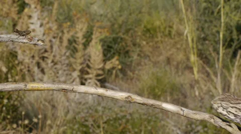 Chameleon hunting Stock Footage 35329181