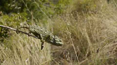 Chameleon hunting Stock Footage 35329318