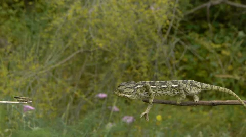 Chameleon hunting Stock Footage 35329572