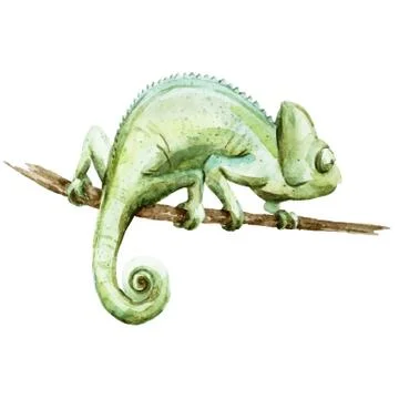 Chameleon Stock Illustration
