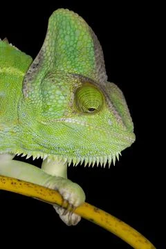 Chameleon isolated on black background. Stock Photos