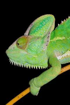 Chameleon isolated on black background. Stock Photos