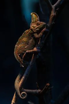 Chameleon isolated on large black background, selective focus Stock Photos