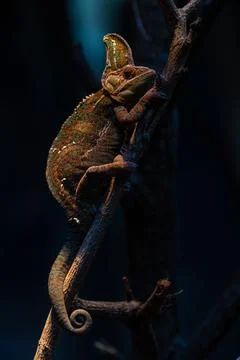 Chameleon isolated on large black background, selective focus, dark backgroun Stock Photos