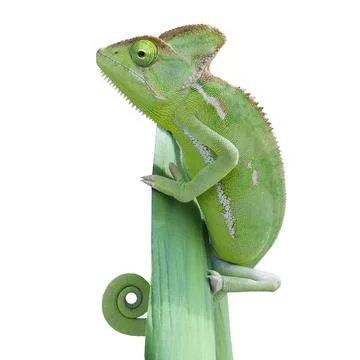 Chameleon on isolated white background. Stock Photos