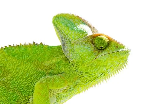 Chameleon on isolated white background. Stock Photos