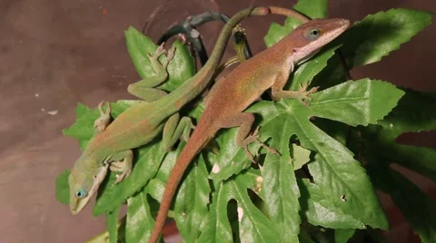 Chameleon on a leaf Vidéo 1061699