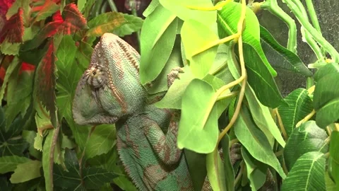 Chameleon on a leaf of a tree you look. species of lizards. 스톡 동영상 134445067