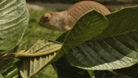 Chameleon on a leafy branch Stock Footage 106264694